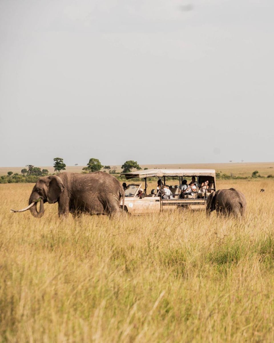 Activities, Activities, Animals, Location