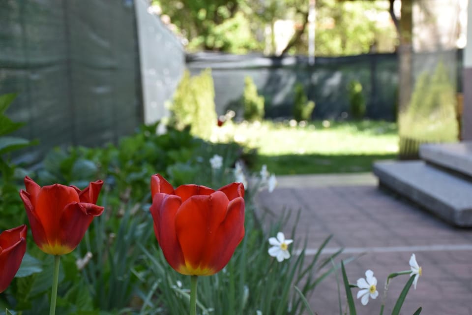 Spring, Garden view