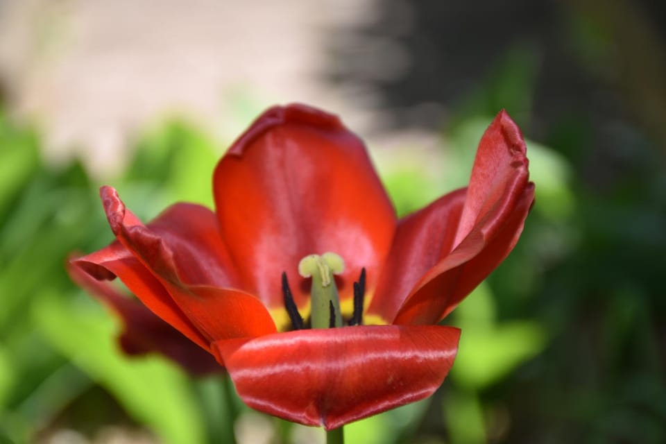 Spring