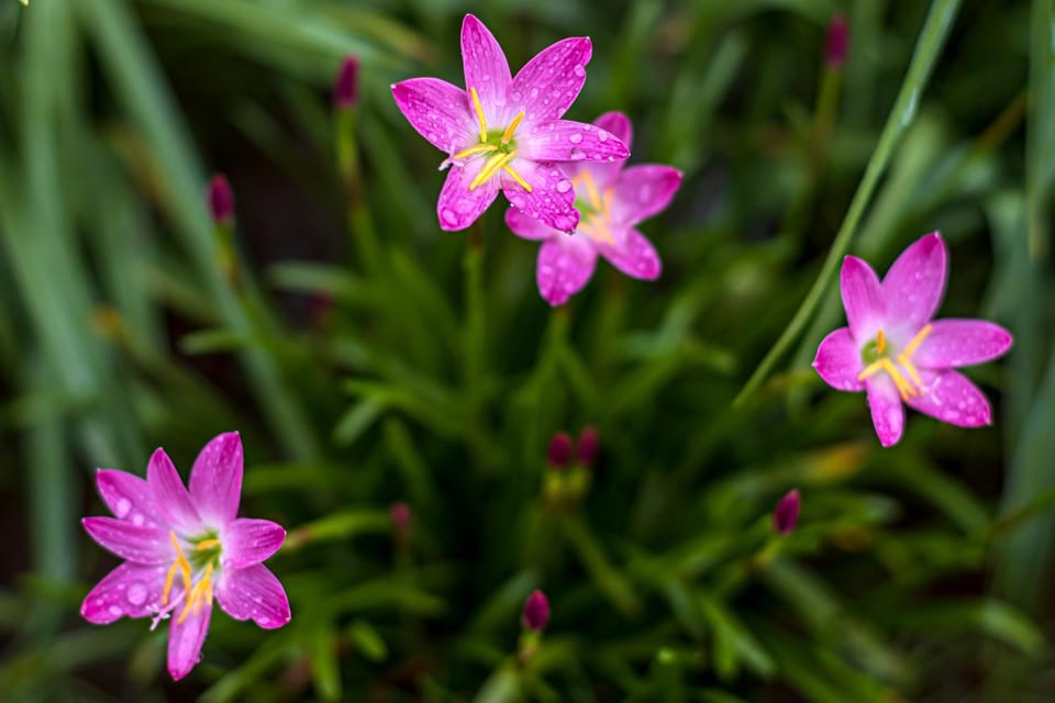 Spring, Day, Natural landscape, Garden, Garden view