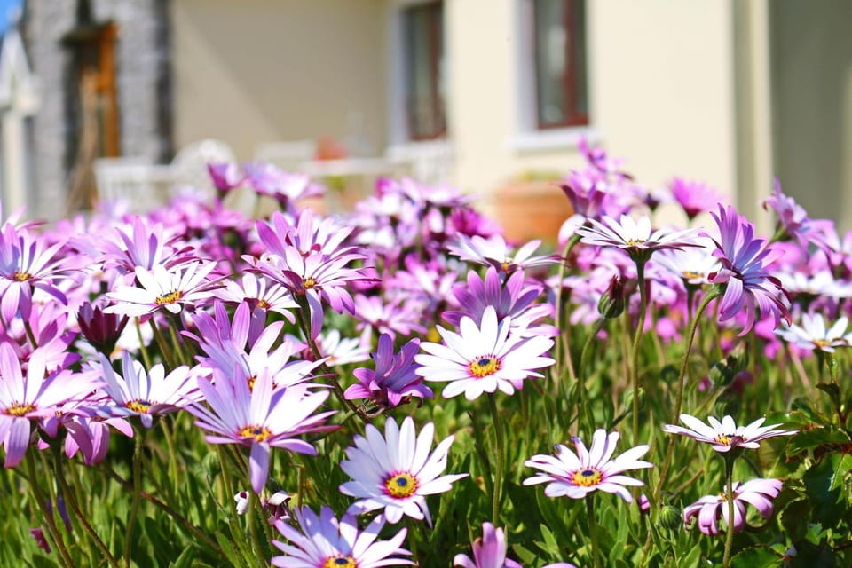 Patio, Garden