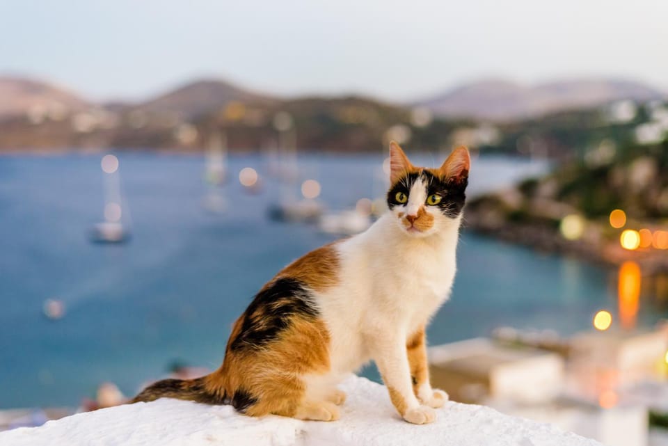 Garden, Balcony/Terrace, Lobby or reception, Beach, Pets, Family