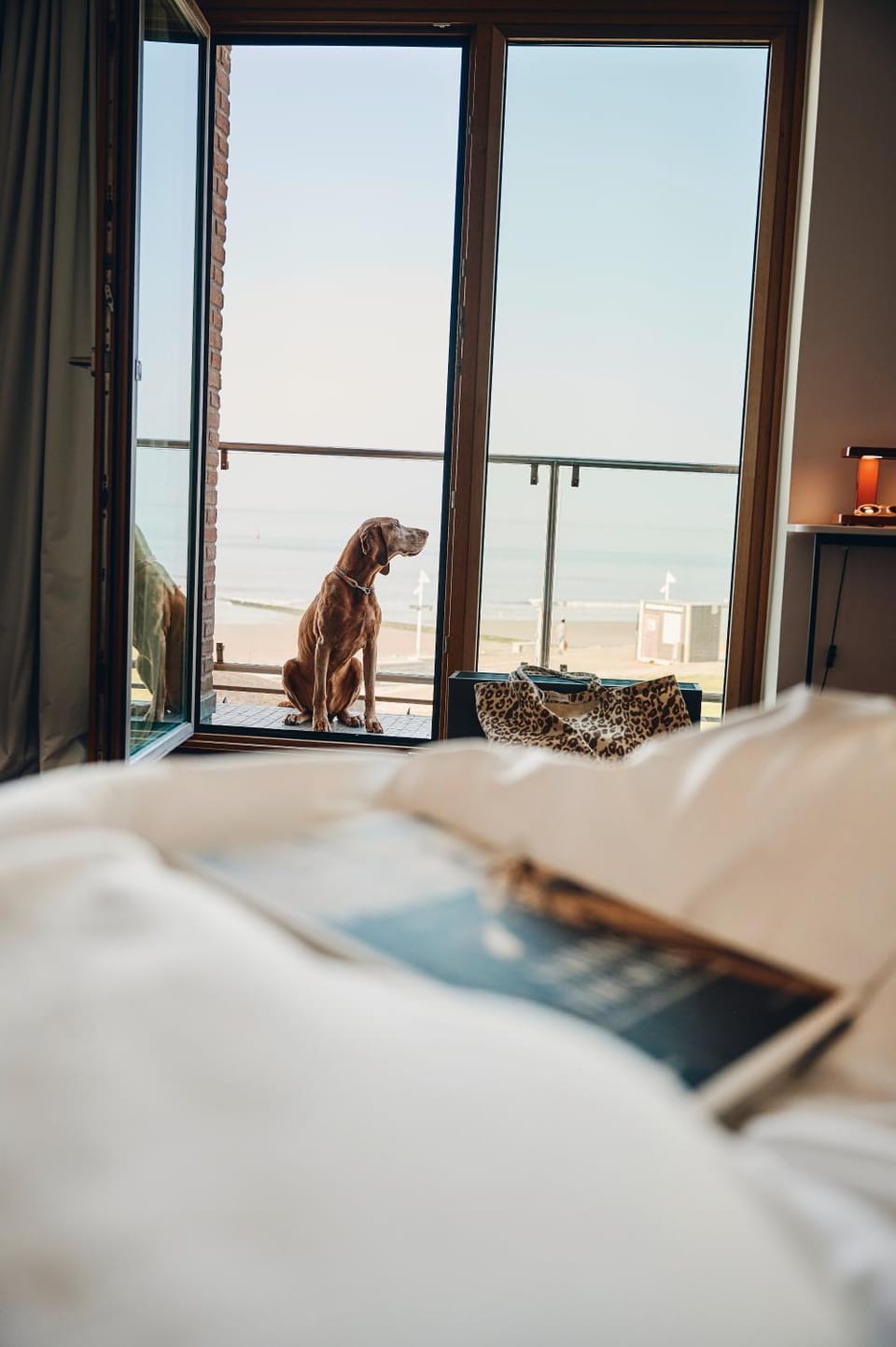 Photo of the whole room, Pets
