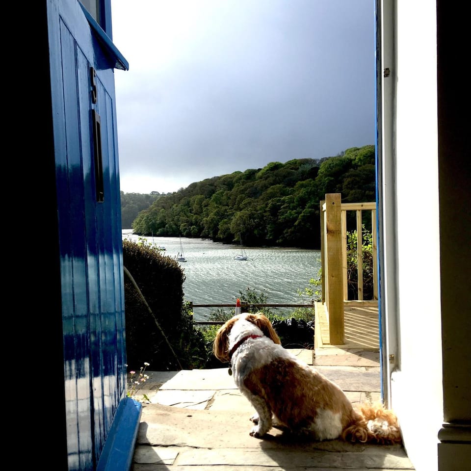 Pets, River view