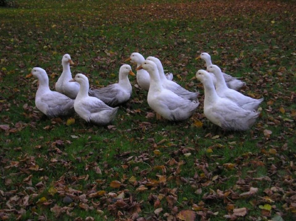 Animals