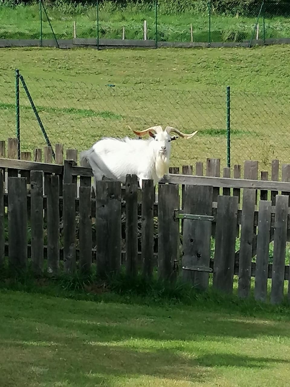 Day, Animals