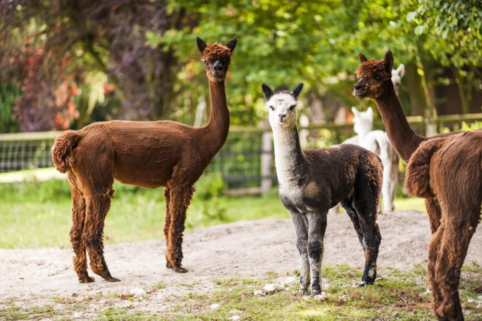 Animals