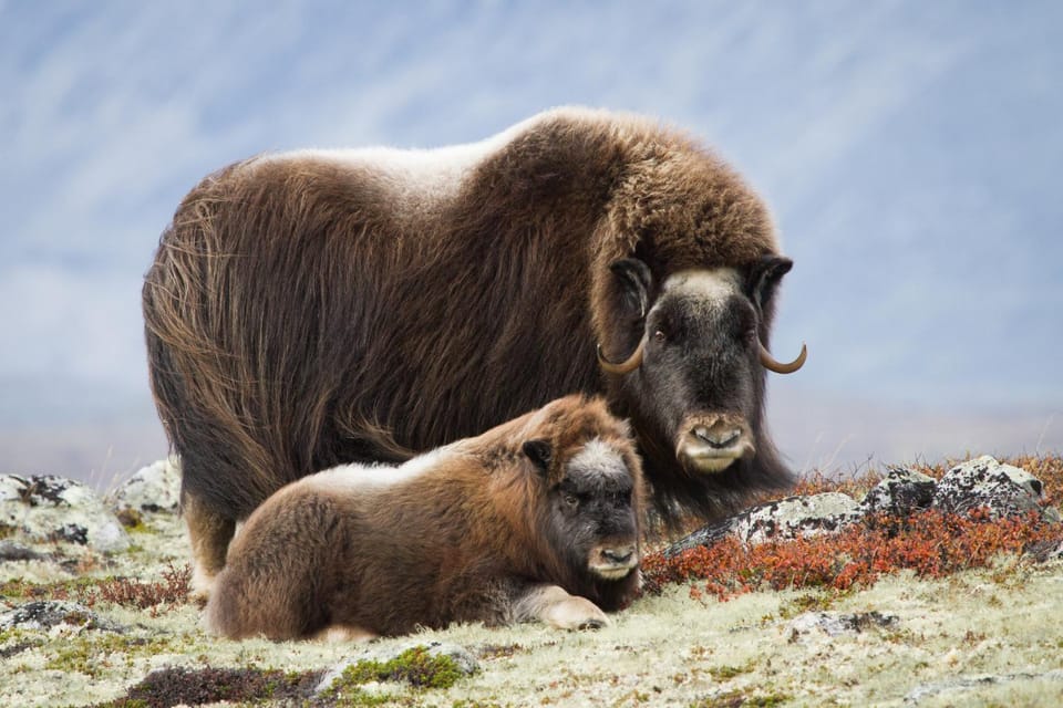 Nearby landmark, Hiking, Animals