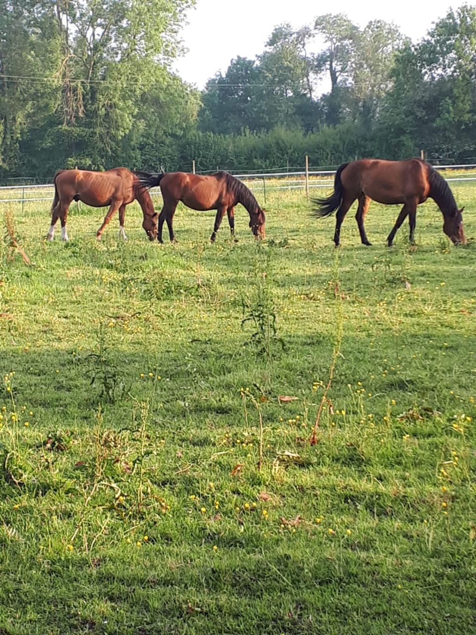gîte du haras de valès House in Normandy