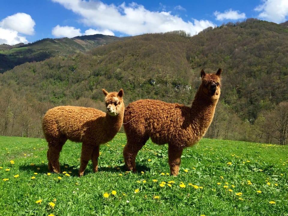 Casas Rurales Prieto Country House in Asturias