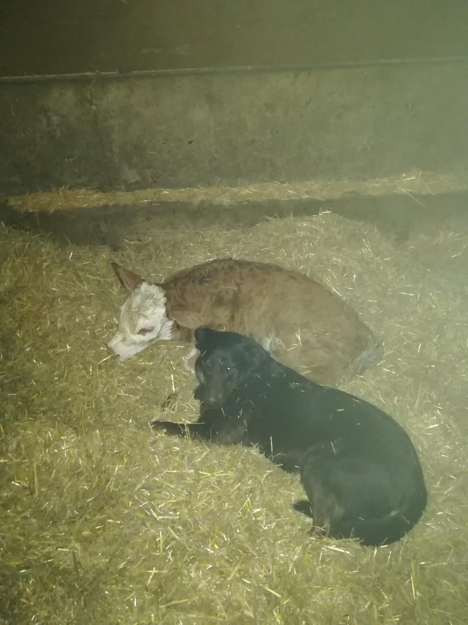 Pets