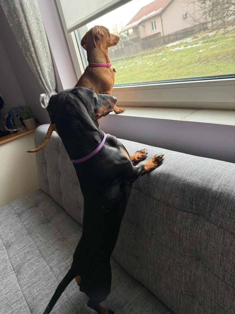 Apartman Cherry Gradac Valjevo House in Serbia