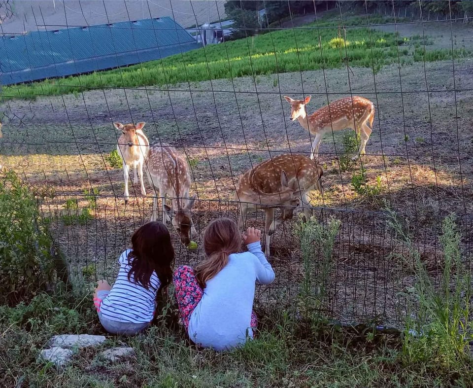 Animals, children