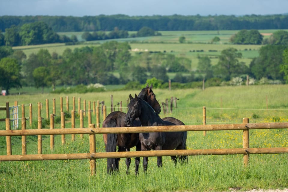 Natural landscape, Animals, Pets, Garden view