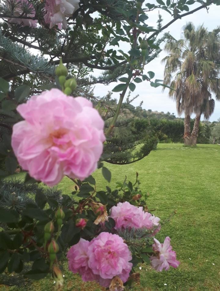 Casale degli Ulivi Bed and Breakfast in Calabria