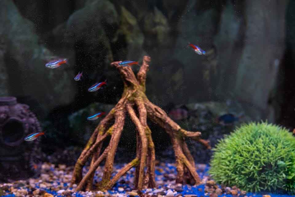 Day, Natural landscape