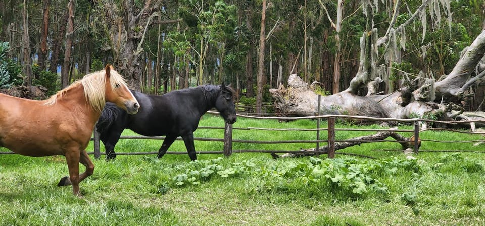 Horse-riding