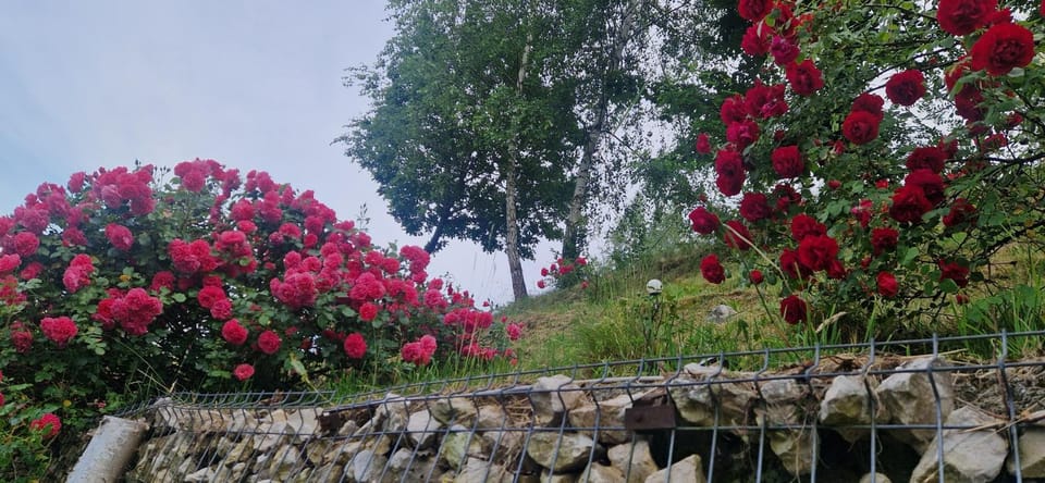 Pensiunea Glasul Pădurii Bed and Breakfast in Brașov County
