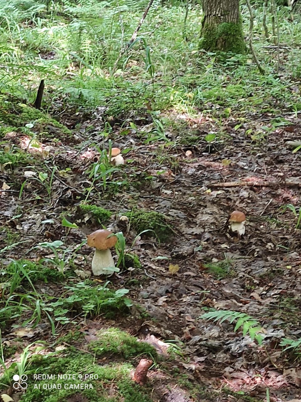 Zielona Dolina Farm Stay in Lithuania