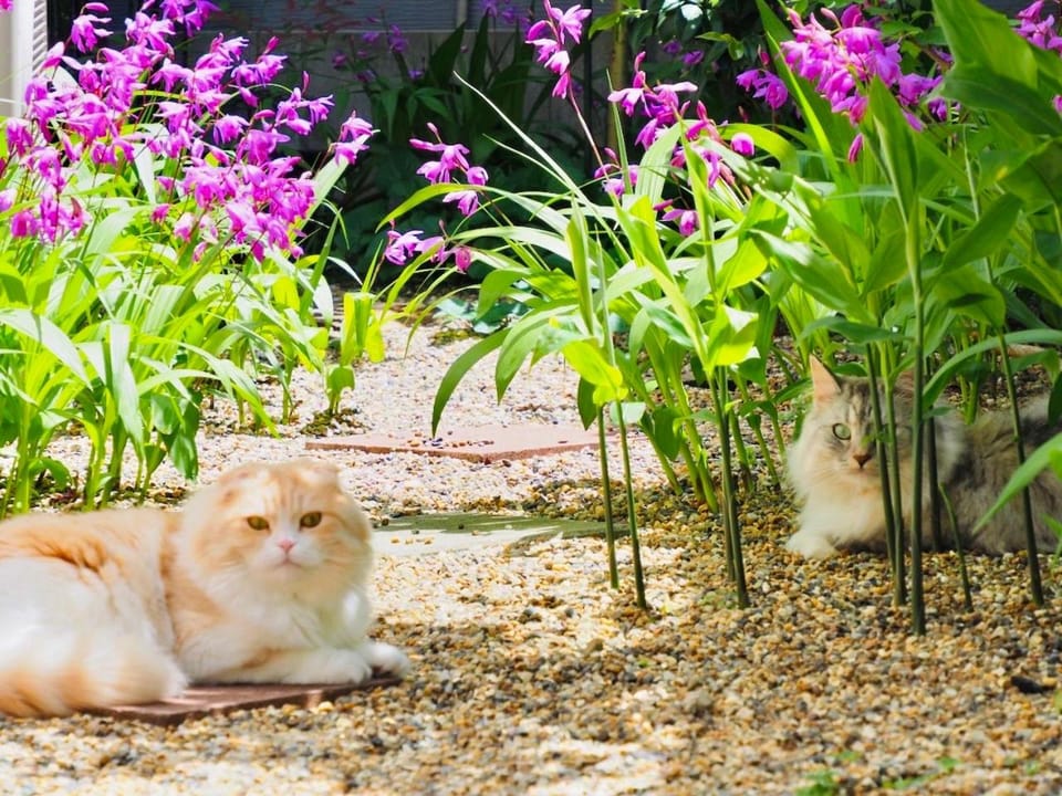 Garden, Pets