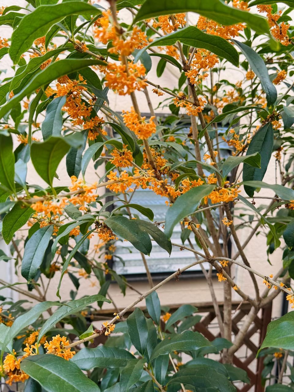 Spring, Day, Garden view