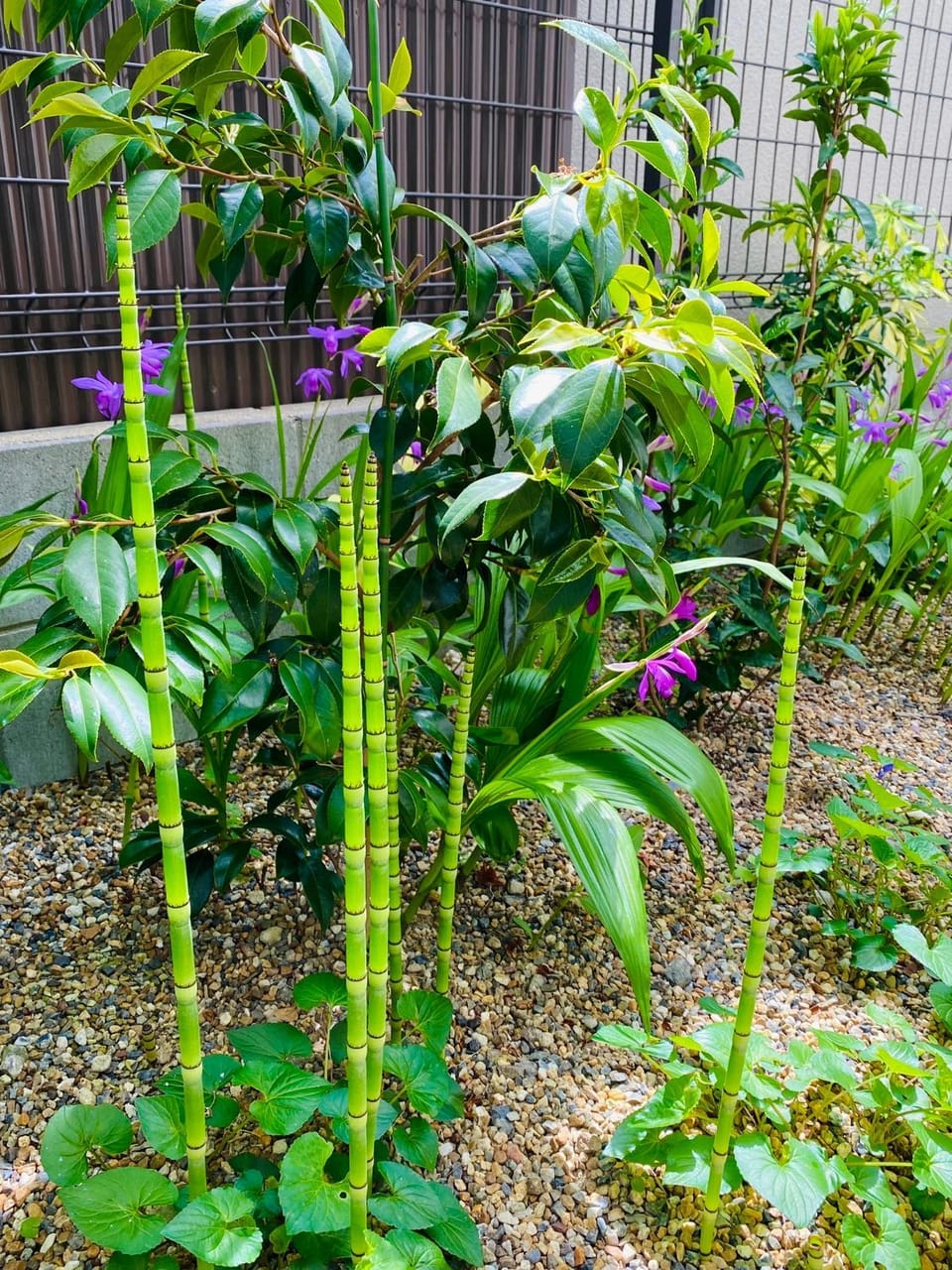 Spring, Garden