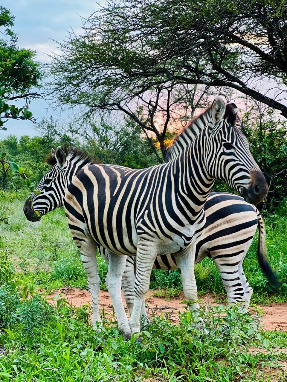 Day, Natural landscape, Animals