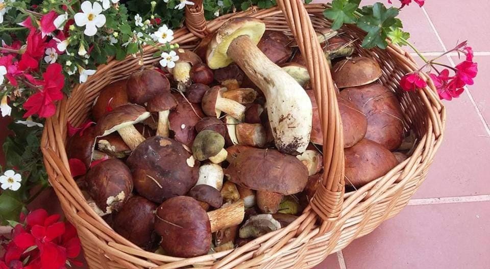 Agroturystyka Rębowo Farm Stay in West Pomeranian Voivodeship, Poland