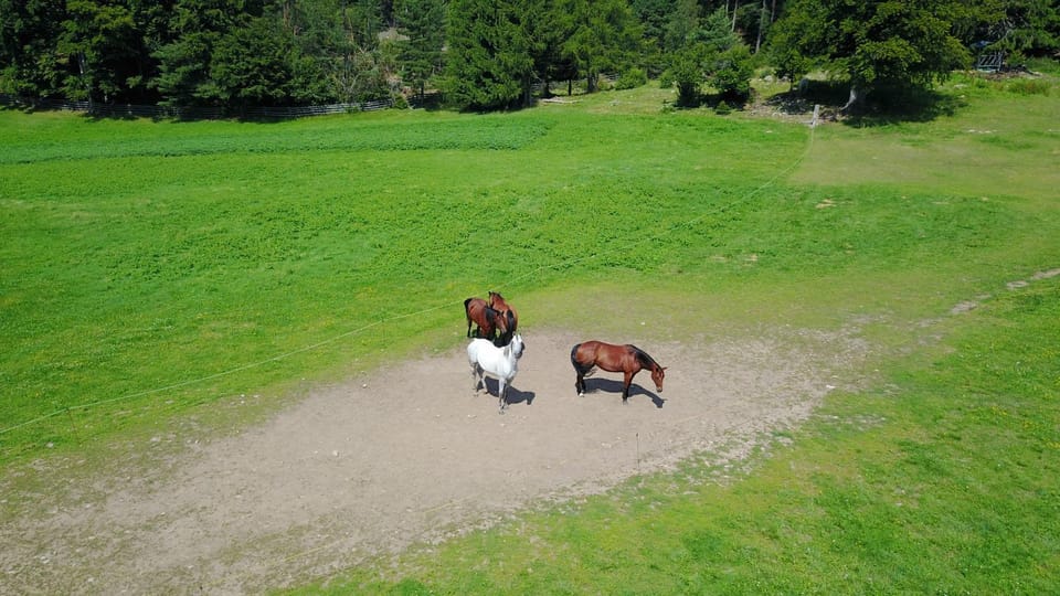 Gasthof Schneiderwiesen Inn in Bolzano