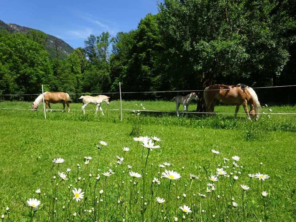 Ferienwohnungen Auhaus Apartment in Bad Reichenhall