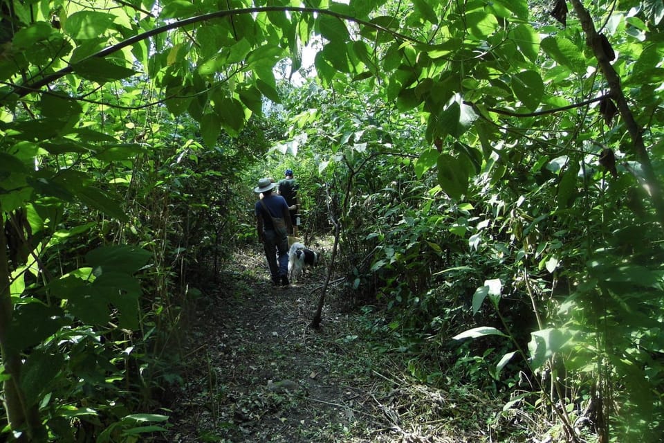 Hiking, Pets, Family