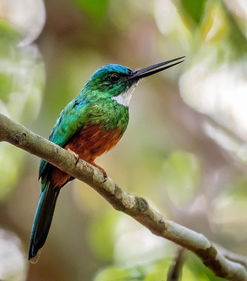 Off site, Natural landscape, Animals