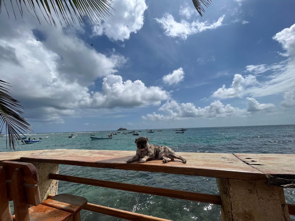 Pets, Pets, Sea view