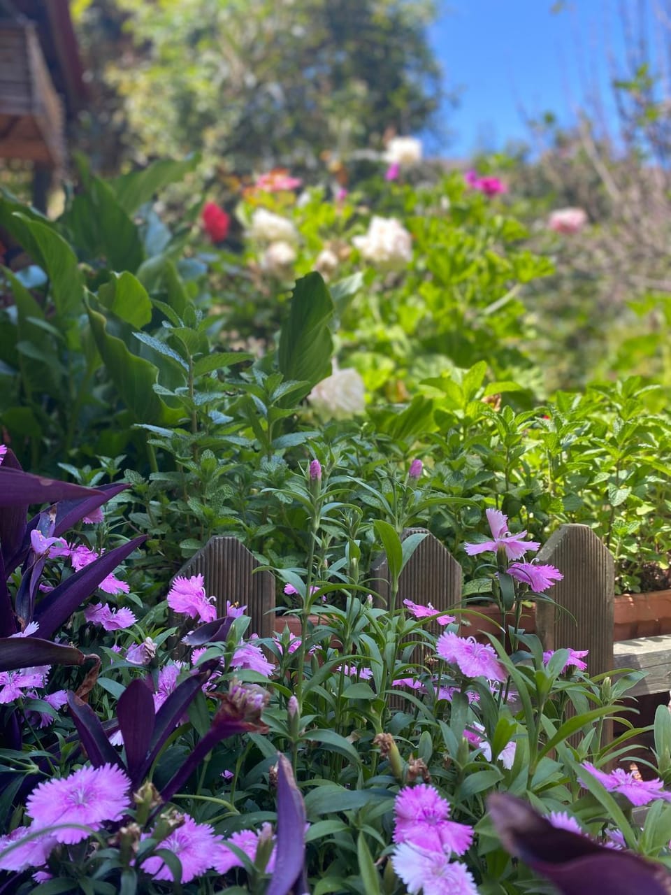 Natural landscape, Garden