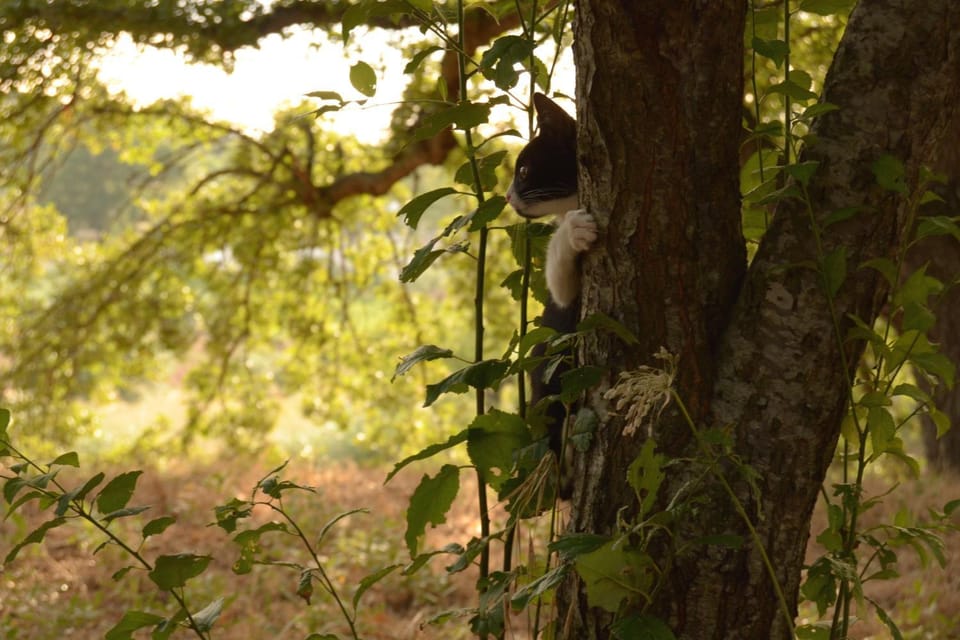 Spring, Day, Garden, On site, Pets, Garden view