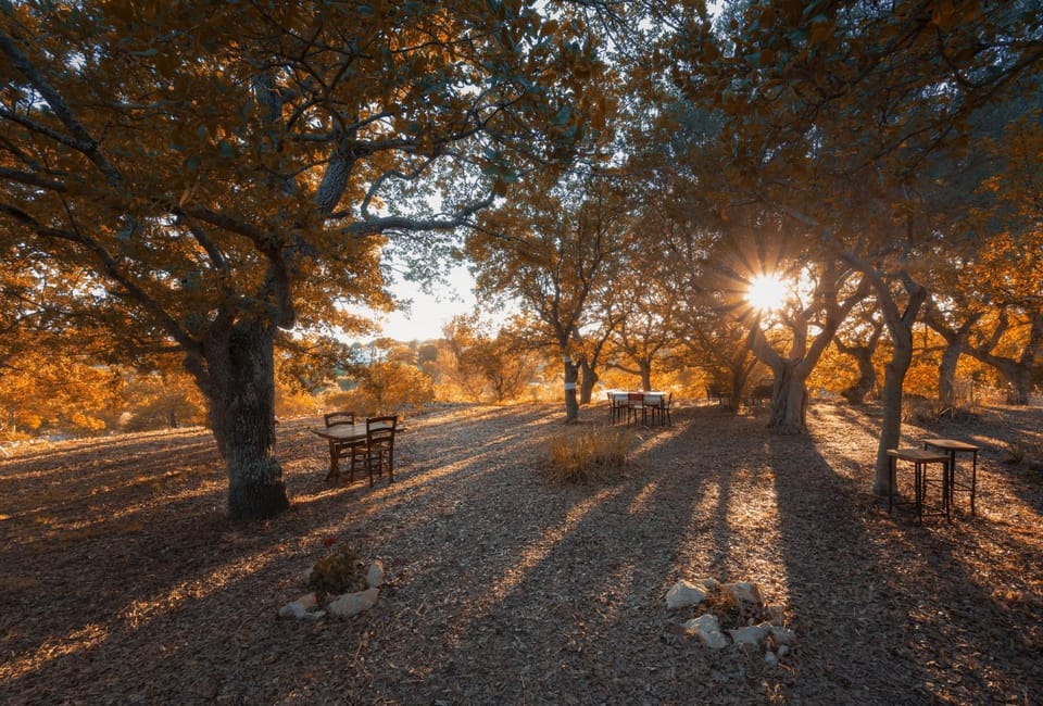 Day, Natural landscape, Summer, Garden, On site, Garden view, Sunrise