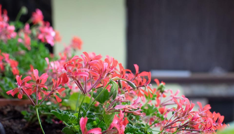 Facade/entrance, Spring, Day, Garden, Garden view