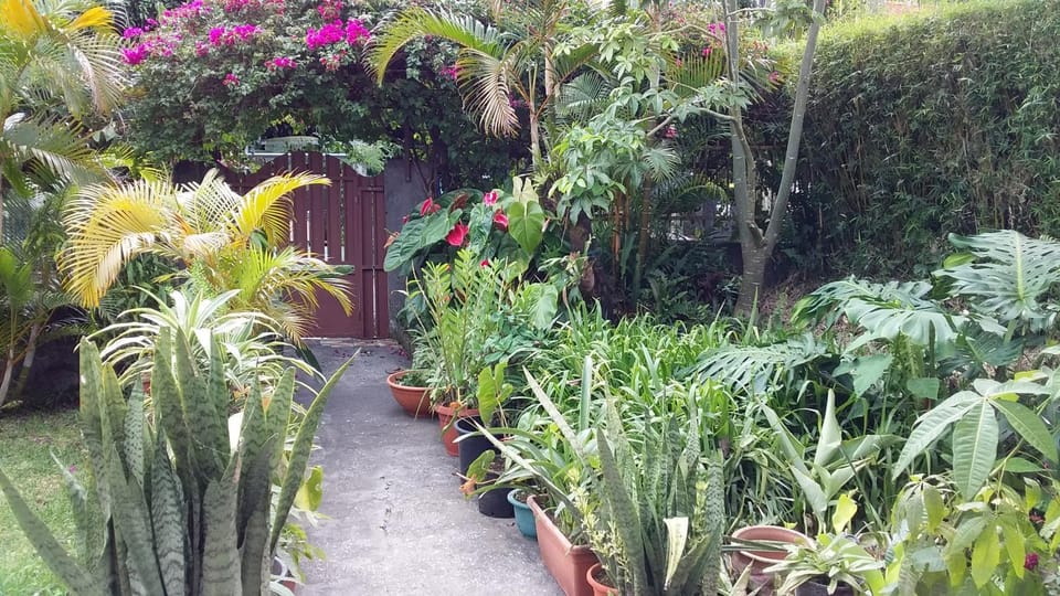 Garden view