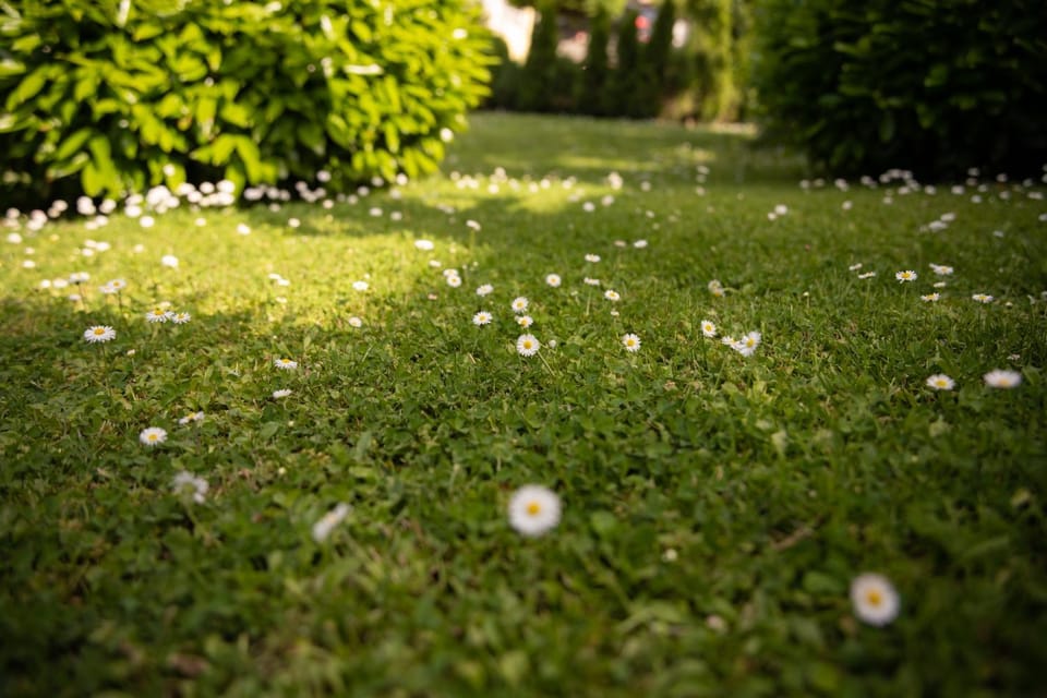 Day, Natural landscape, Garden, Garden view