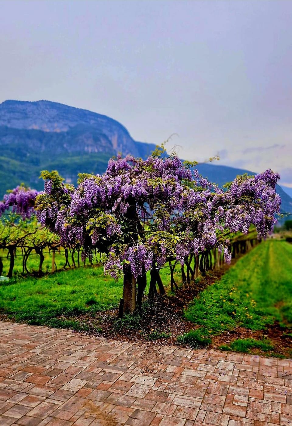 Spring, Natural landscape, Garden