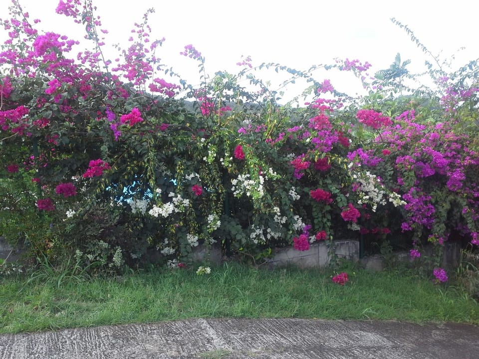 Property building, Garden