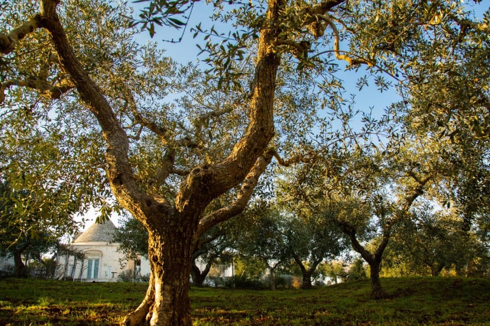 Trullo dei maestri Villa in Province of Taranto