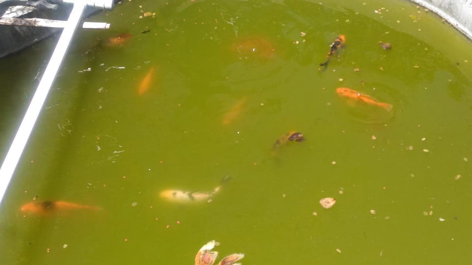 Animals