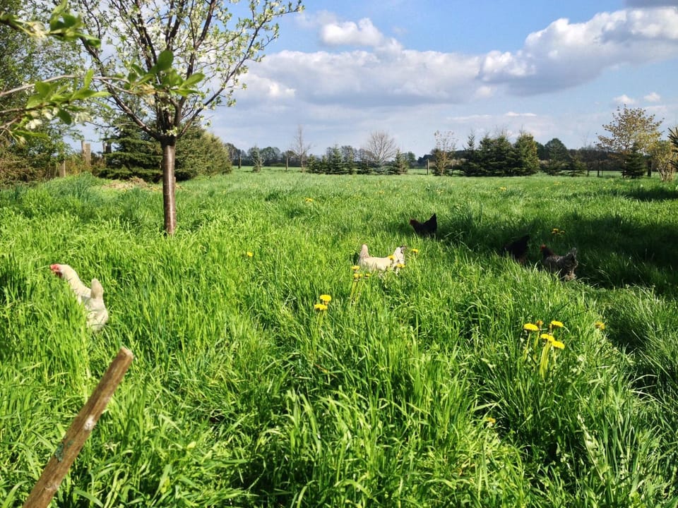 Natural landscape, Garden, Hiking