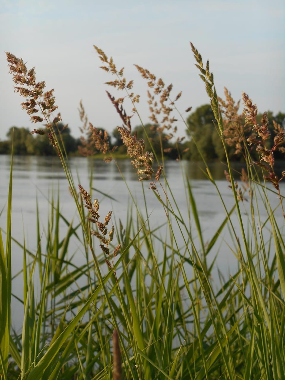 Natural landscape, On site, River view