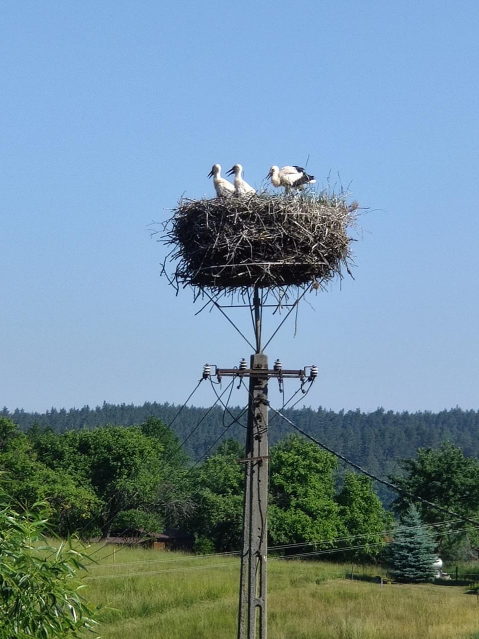 Natural landscape, Animals