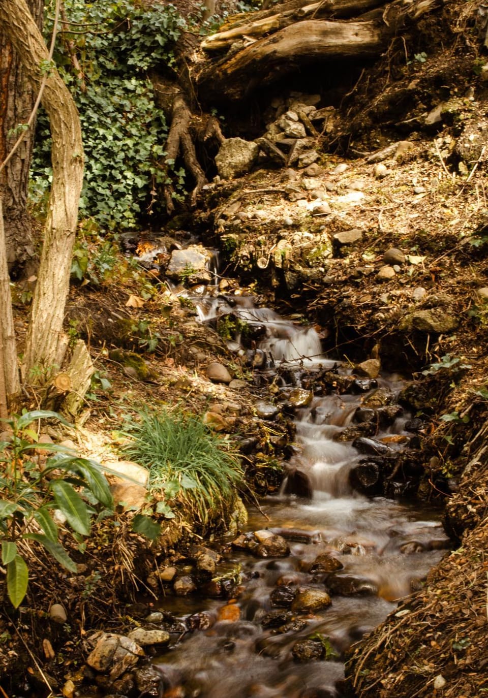 Natural landscape, Garden