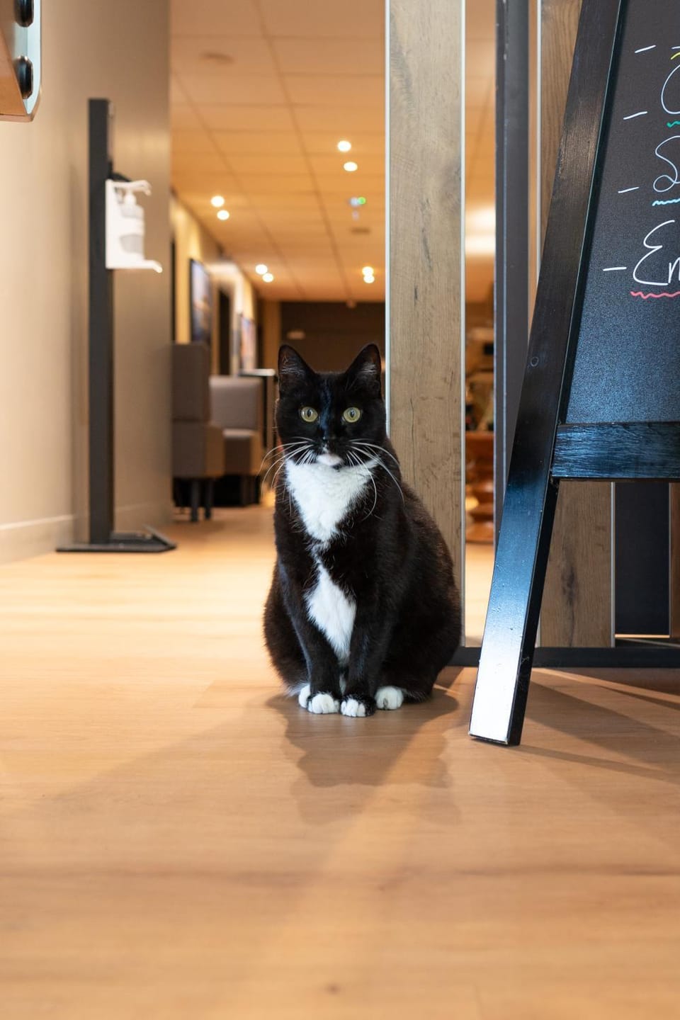 Pets, pet friendly