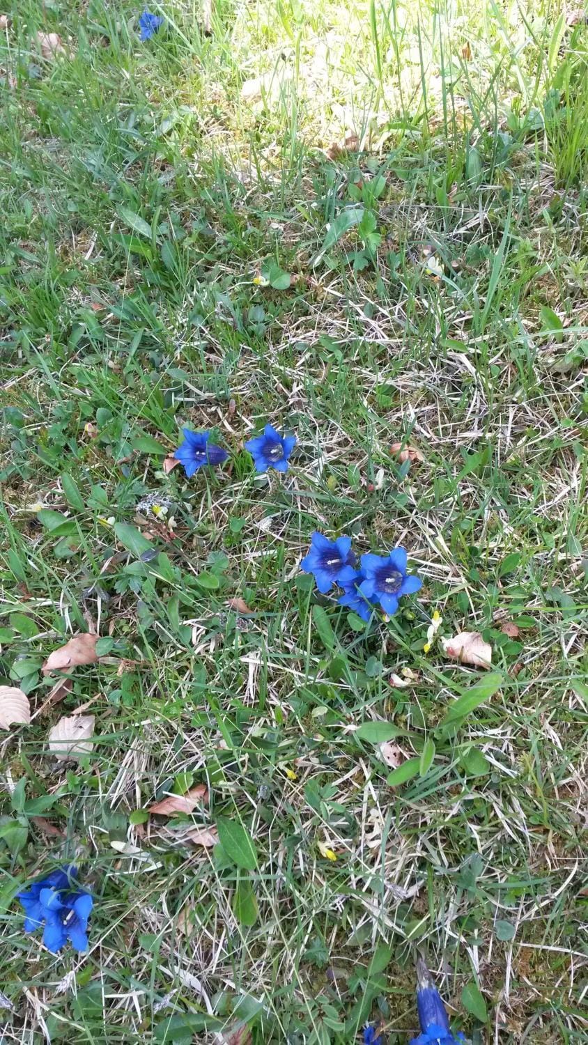 Spring