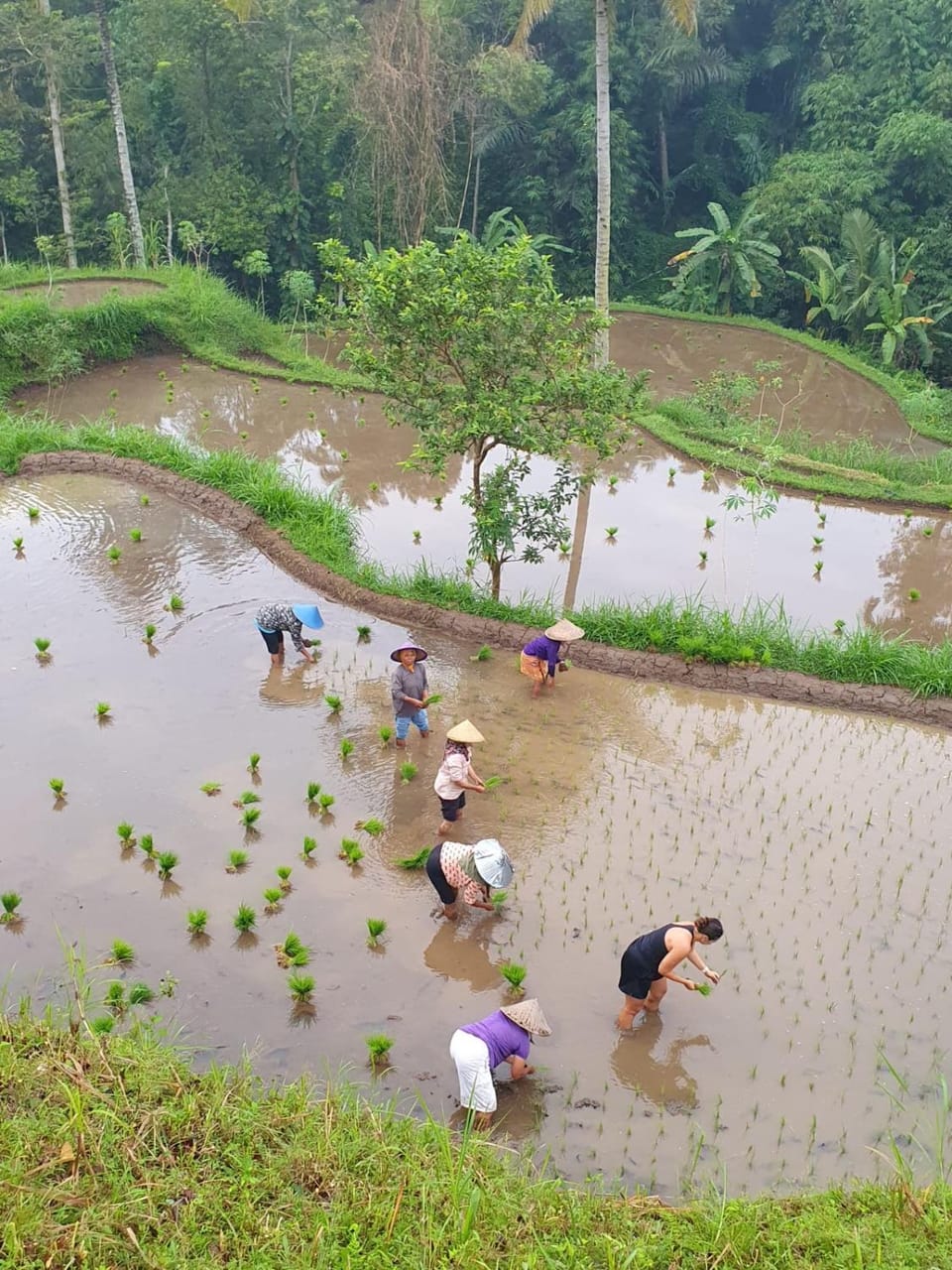 Vanilla Garden Vacation rental in West Nusa Tenggara, Indonesia